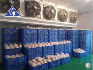 Air Blast Freezer BJT: Beku Lebih Cepat, Tahan Lama